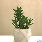 Aloe Juvenna Plant | Air purifying Plant | Indoor Plant | Pack Of 1