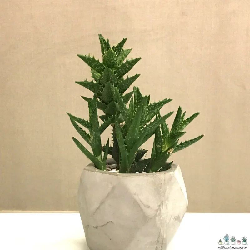 Aloe Juvenna Plant | Air purifying Plant | Indoor Plant | Pack Of 1