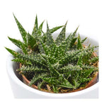 Aloe Pepe | Succulent Plant | Indoor Plant | Pack Of 1