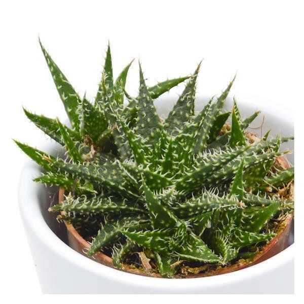 Aloe Pepe | Succulent Plant | Indoor Plant | Pack Of 1