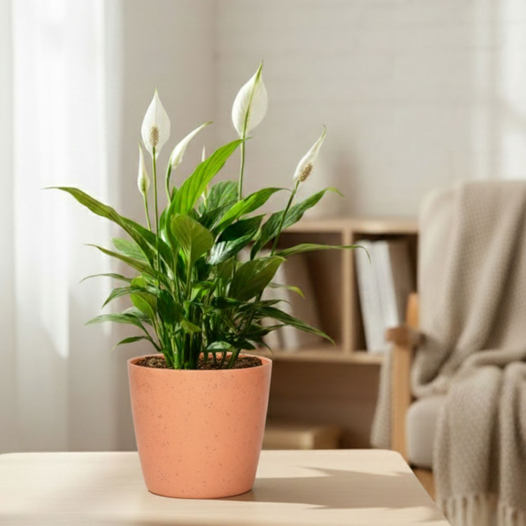 Peace Lily Plant | Indoor Plant | Air Purifier Plant |1 Live Plant with Grow Pot