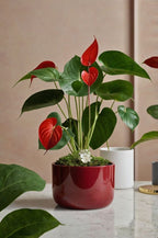 Anthurium Red Plant | Flowering Plant | Indoor Plant | Outdoor Plant | Pack of 1