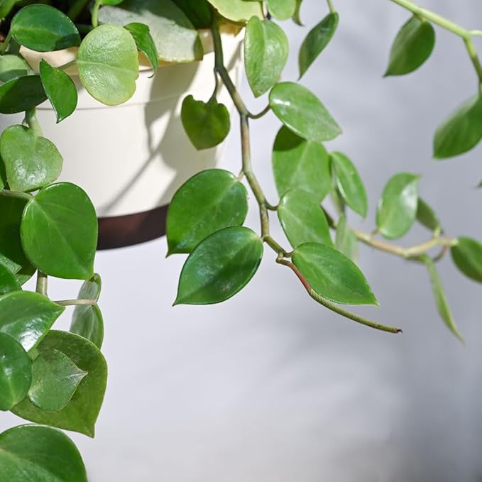 Peperomia Green Creeper Plant | Indoor Plant | Low- maintenance Plant | Pack Of 1