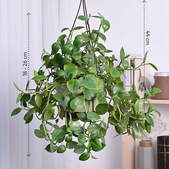 Peperomia Green Creeper Plant | Indoor Plant | Low- maintenance Plant | Pack Of 1