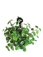 Peperomia Green Creeper Plant | Indoor Plant | Low- maintenance Plant | Pack Of 1