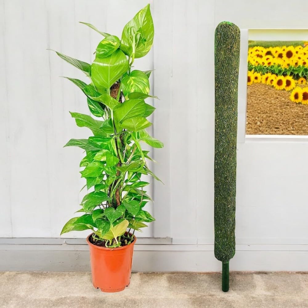 Plantkind Plant Moss Stick | Plant support and Growth accessory | Pack of 1