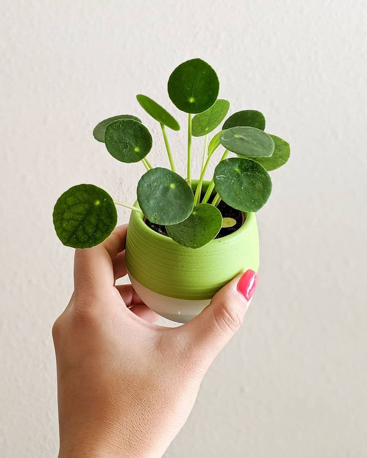 Chinese Money Plant | Indoor Plant | Pack of 1