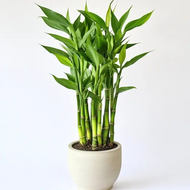 Lucky Bamboo Plant - 3 Layer | Indoor Plants | Low- Maintenance Plant | Pack Of 1
