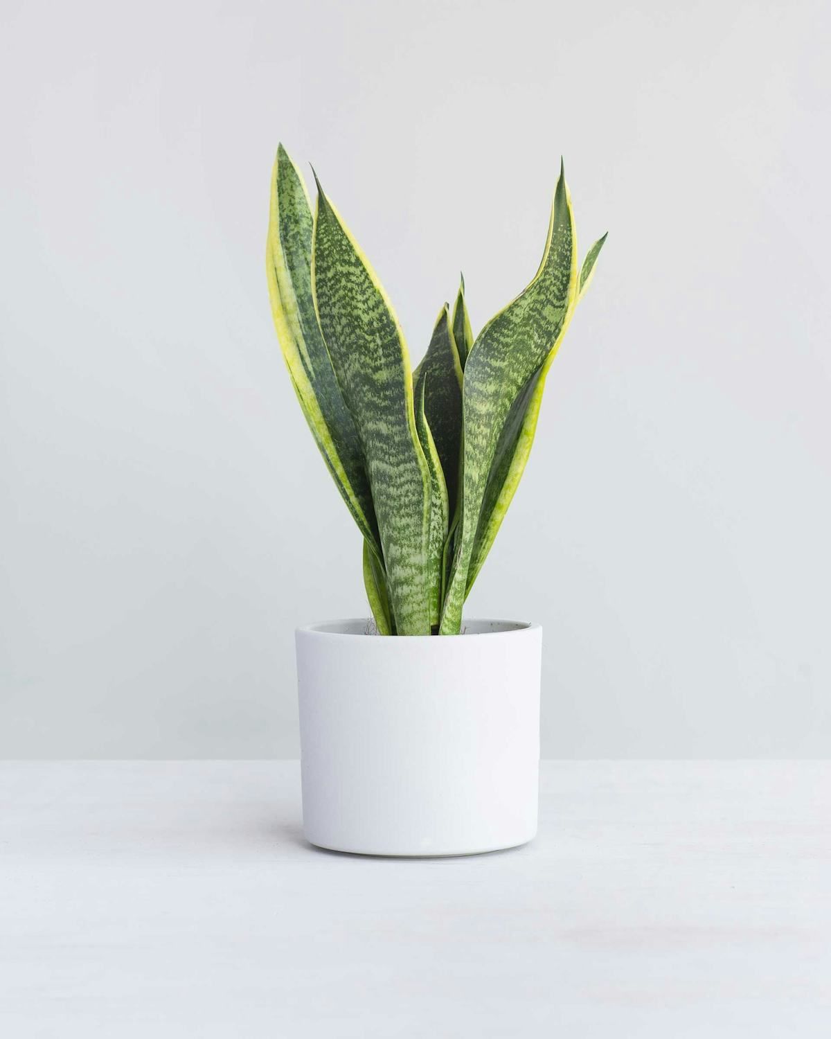 Snake Plant - Futura Superba | Air Purifying Plant | Indoor Plant | 1 Live Plant