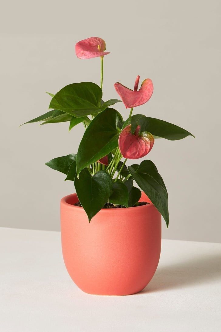 Anthurium Pink Plant | Flowering Plant | Indoor Plant | Outdoor Plant | Pack Of 1