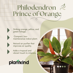 Philodendron Prince of Orange Plant |  Indoor Plant | Ornamental Plant | 1 Live Plant | Medium