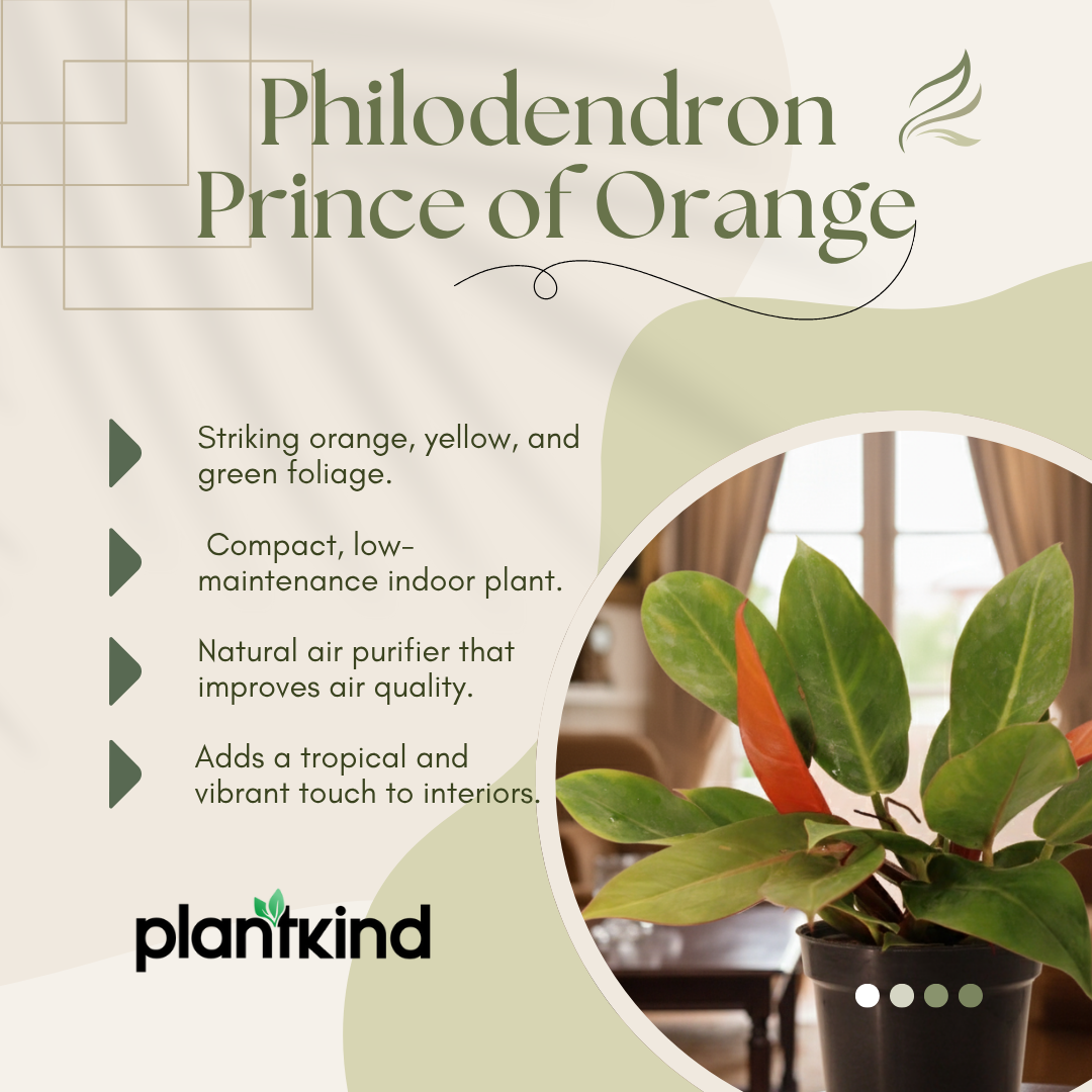 Philodendron Prince of Orange Plant |  Indoor Plant | Ornamental Plant | 1 Live Plant | Medium