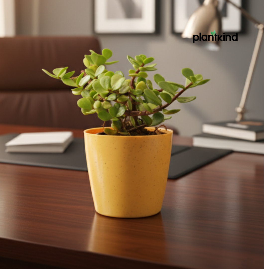 Jade Plant for Home & Office | Low-Maintenance | With Grow Pot