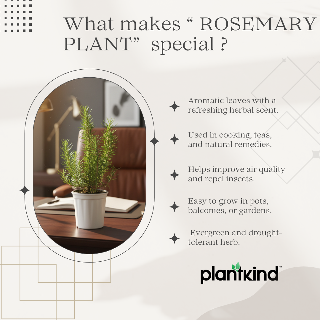 Rosemary Plant | Herb Plant |Medicinal And Aromatic Plant | 1 Live Plant | Small