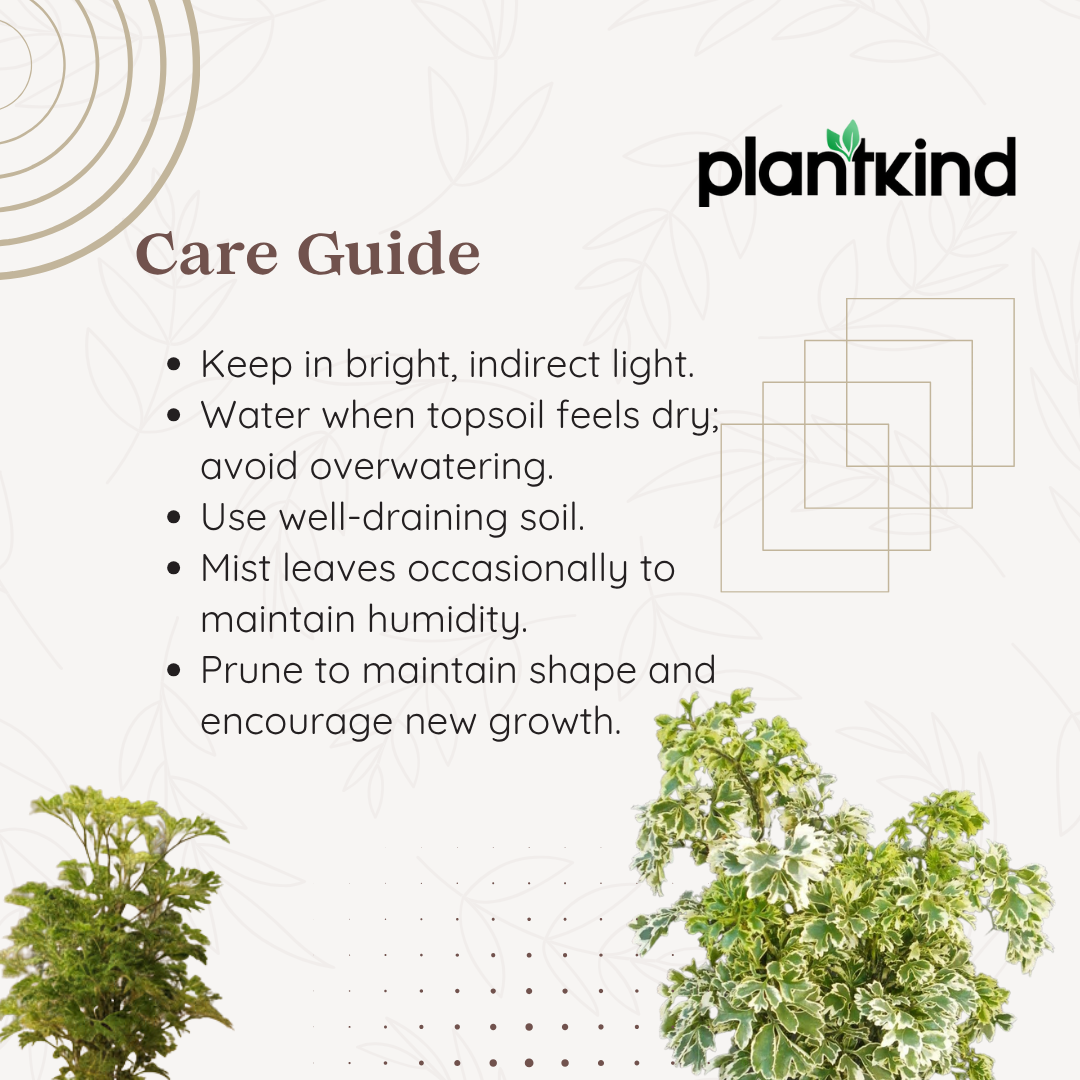 Ming Aralia Plant | Indoor Plant | 1 Live Plant | Small