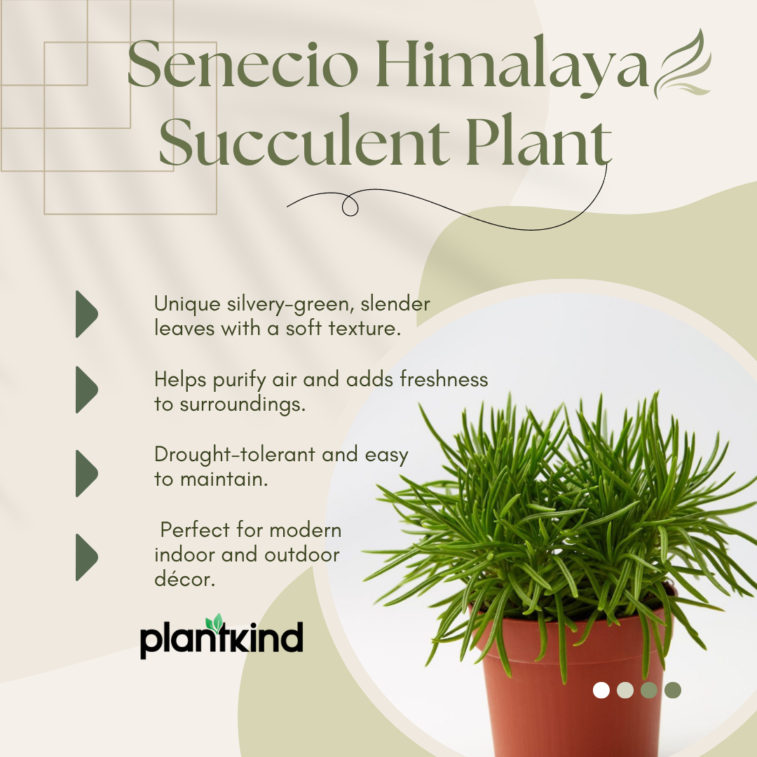 Senecio Himalaya Succulent Plant | Succulent Plant | Indoor Plant | 1 Live Plant