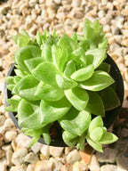 Haworthia Cymbiformis Plant | Indoor Plant | 1 Live Plant
