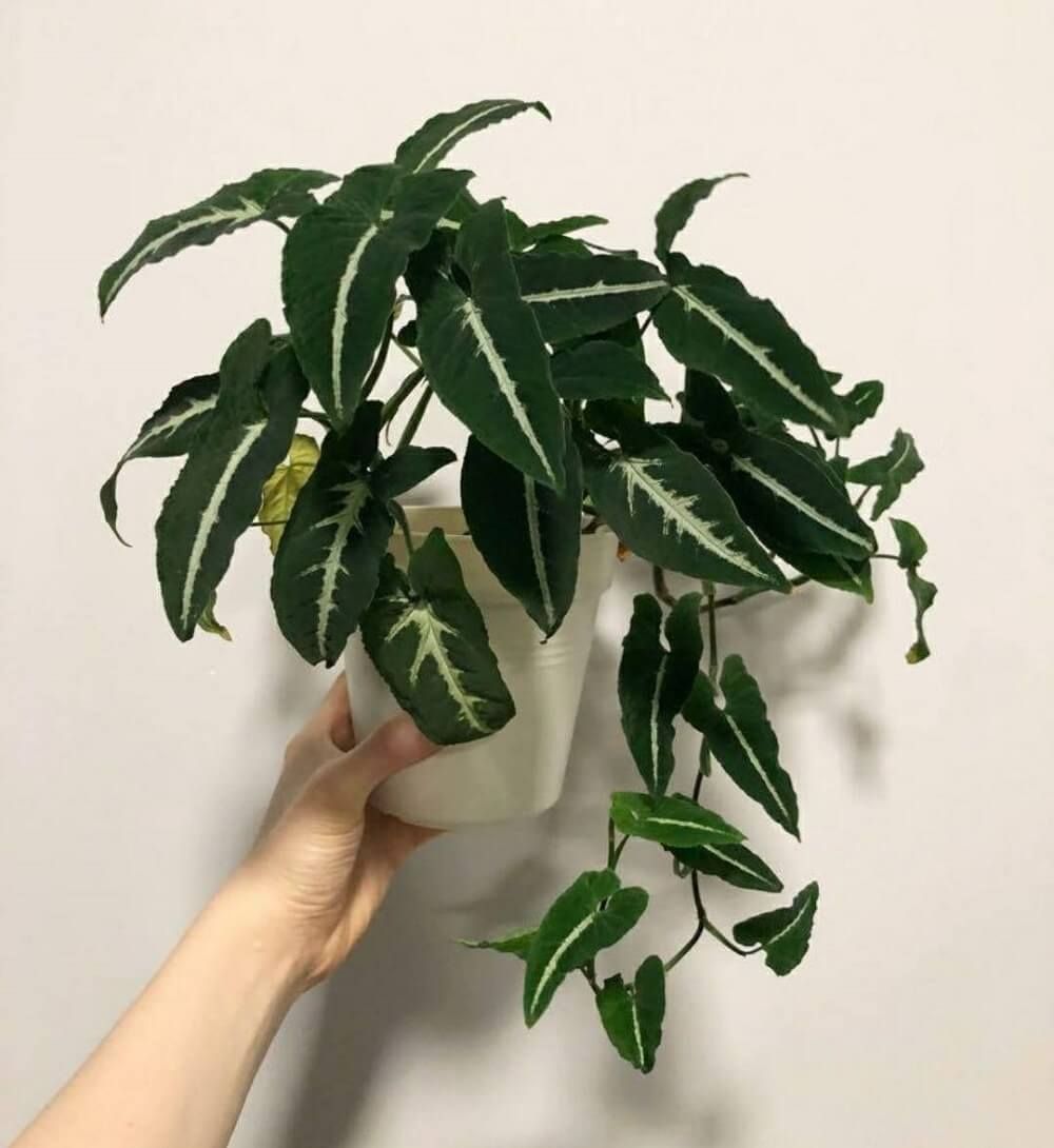 Syngonium Wendlandii| Indoor |outdoor Plants Pack of 1