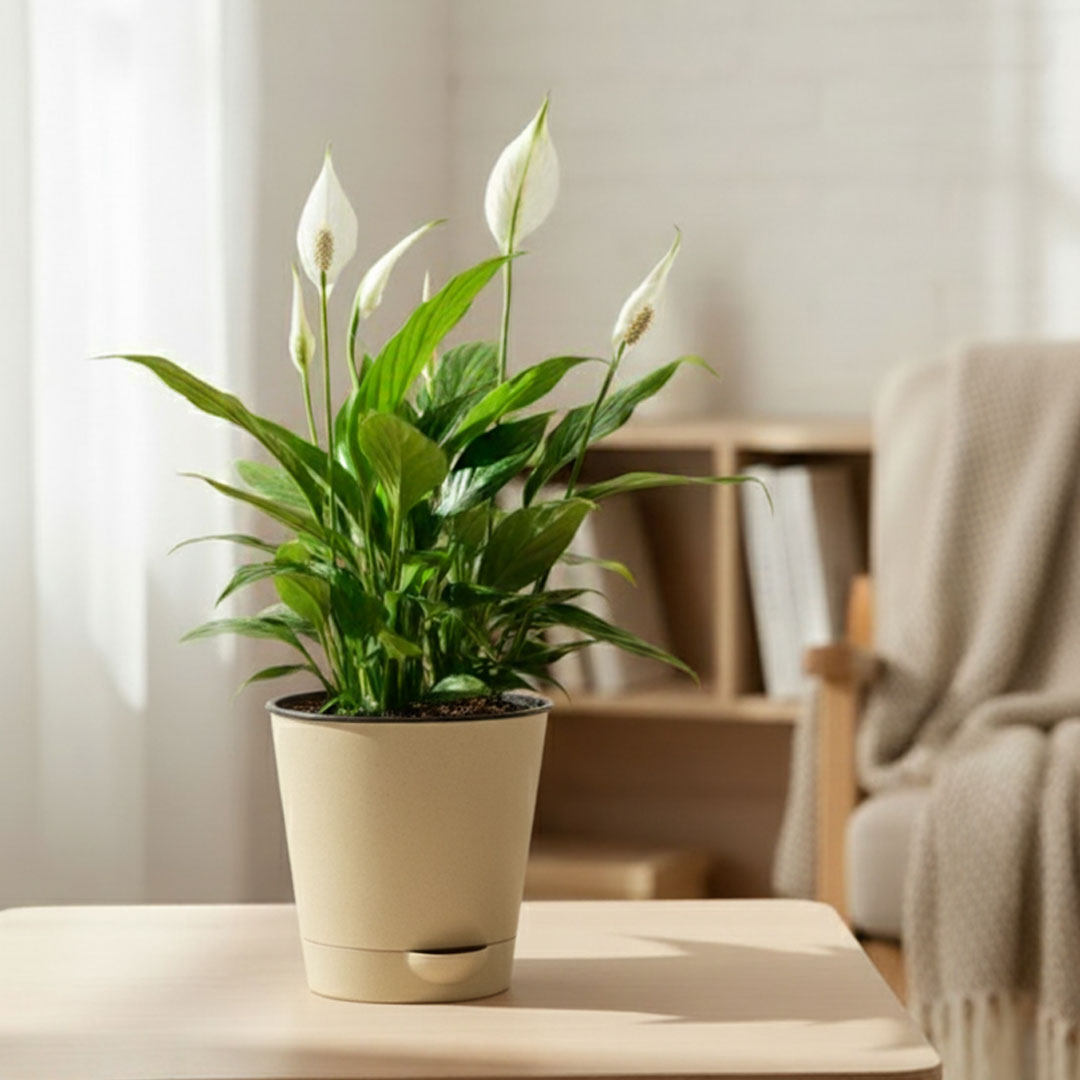 Peace Lily Plant | Indoor Plant | Air Purifier Plant |1 Live Plant with Grow Pot