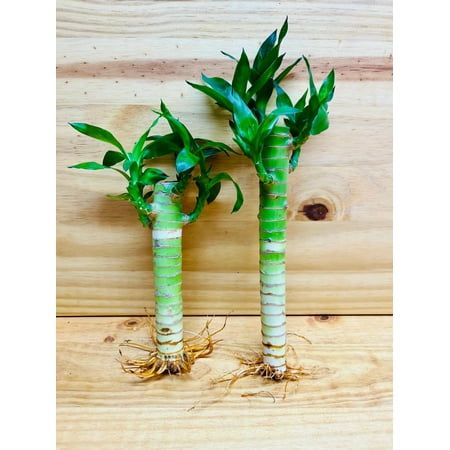 Lotus Bamboo Plant 3 sticks | Indoor Plant | Pack Of 1