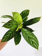 Aglaonema Butterfly Plant  |  Indoor Plant | Pack of 1