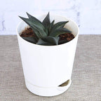 Aloe Vera Star Plant | Succulent Plant | Indoor Plant | 1 Live Plant