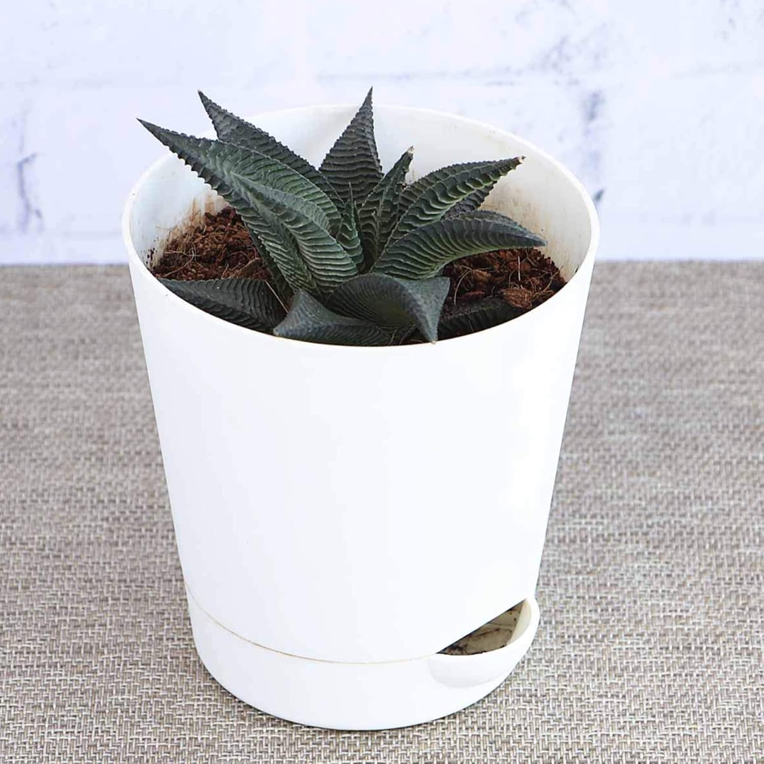 Aloe Vera Star Plant | Succulent Plant | Indoor Plant | 1 Live Plant