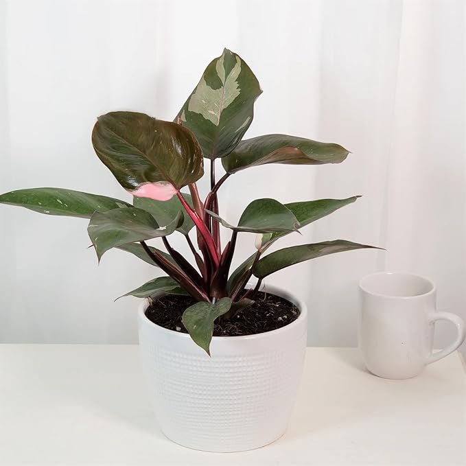Philodendron Pink Princess| Pink Leaf Plant | Indoor Plants Pack Of 1