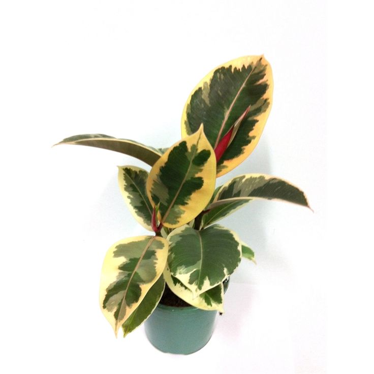 Rubber Plant Variegated | Indoor Plant | Outdoor Plant | Pack of 1