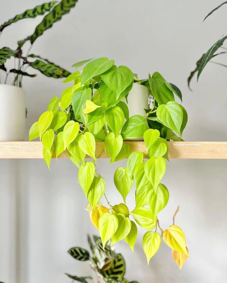 Golden Money Plant |Golden  Pothos| Live Indoor Plants Pack of 1