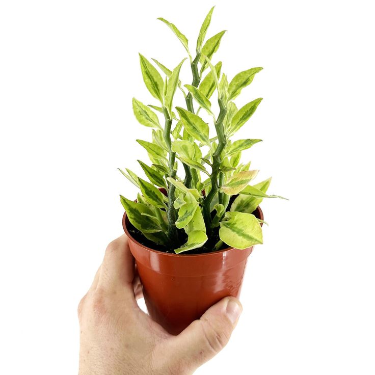 Pedilanthus Variegated  Plant | Indoor Plant | Pack Of 1