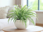 Chlorophytum Spider Plant |Low Maintenance Plant | Indoor Plant | Pack of 1