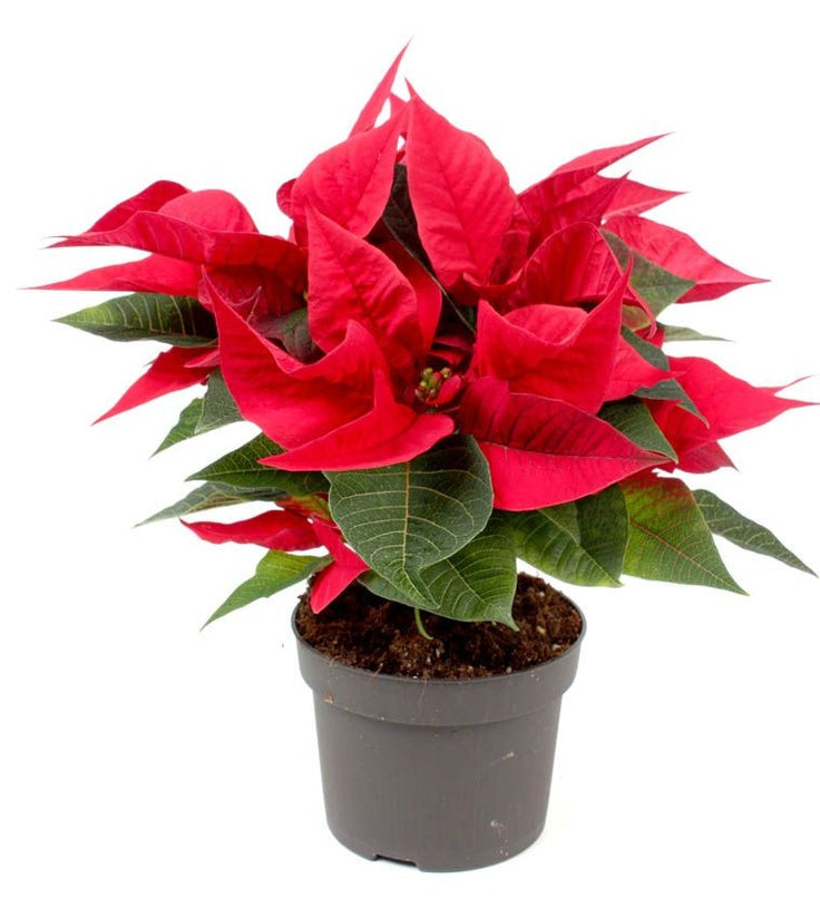Poinsettia Red Plant | Flowering Plant |  1 Live Plant