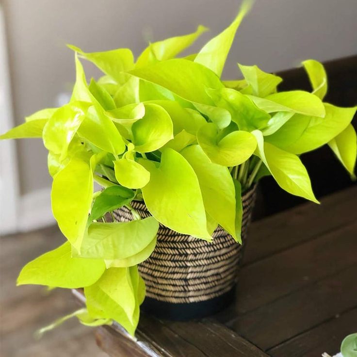Golden Money Plant |Golden  Pothos| Live Indoor Plants Pack of 1