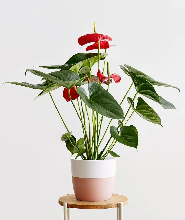 Anthurium Red Plant | Flowering Plant | Indoor Plant | Outdoor Plant | Pack of 1