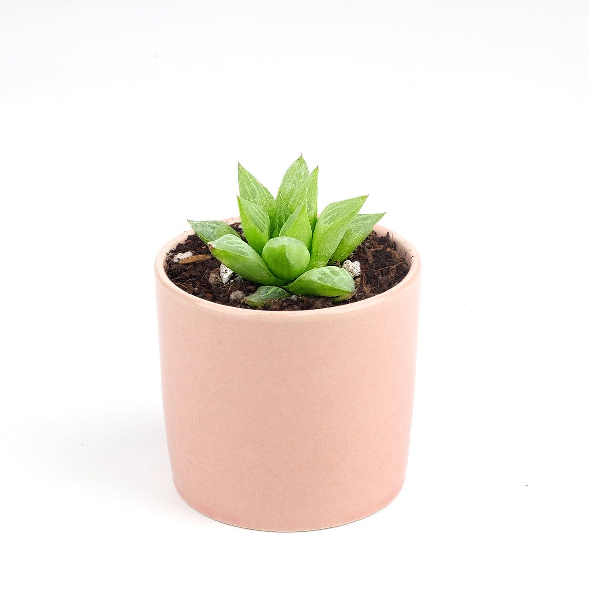 Haworthia Cymbiformis Plant | Indoor Plant | 1 Live Plant