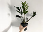 ZZ Black Plant | Zamioculcas zamiifolia ‘Raven’ | Raven ZZ Plant| Indoor Plant | Pack Of 1