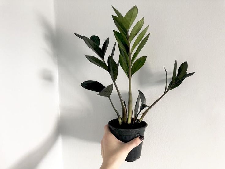 ZZ Black Plant | Zamioculcas zamiifolia ‘Raven’ | Raven ZZ Plant| Indoor Plant | Pack Of 1