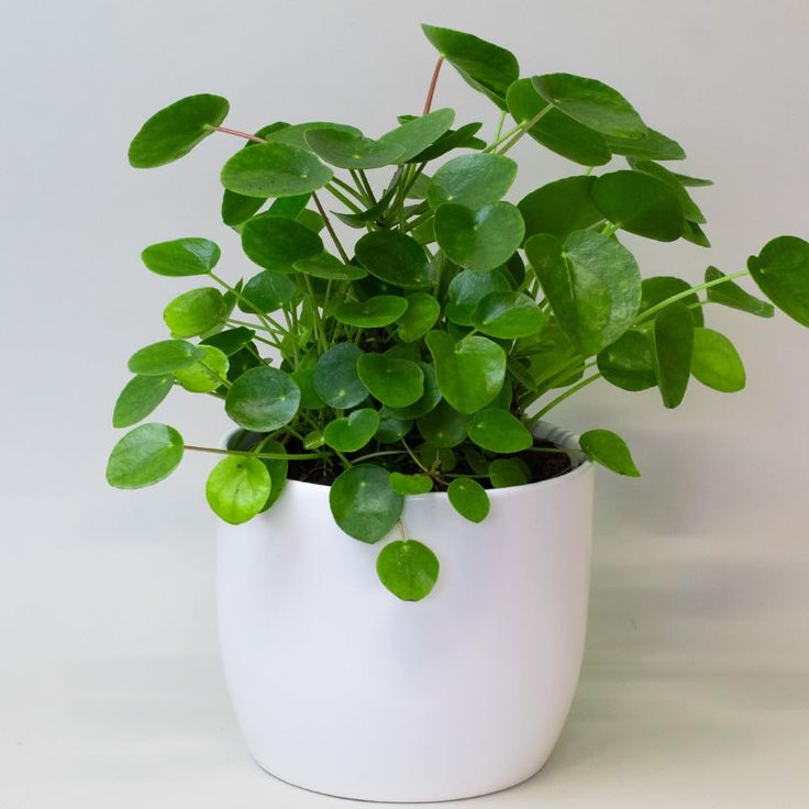 Chinese Money Plant | Indoor Plant | Pack of 1