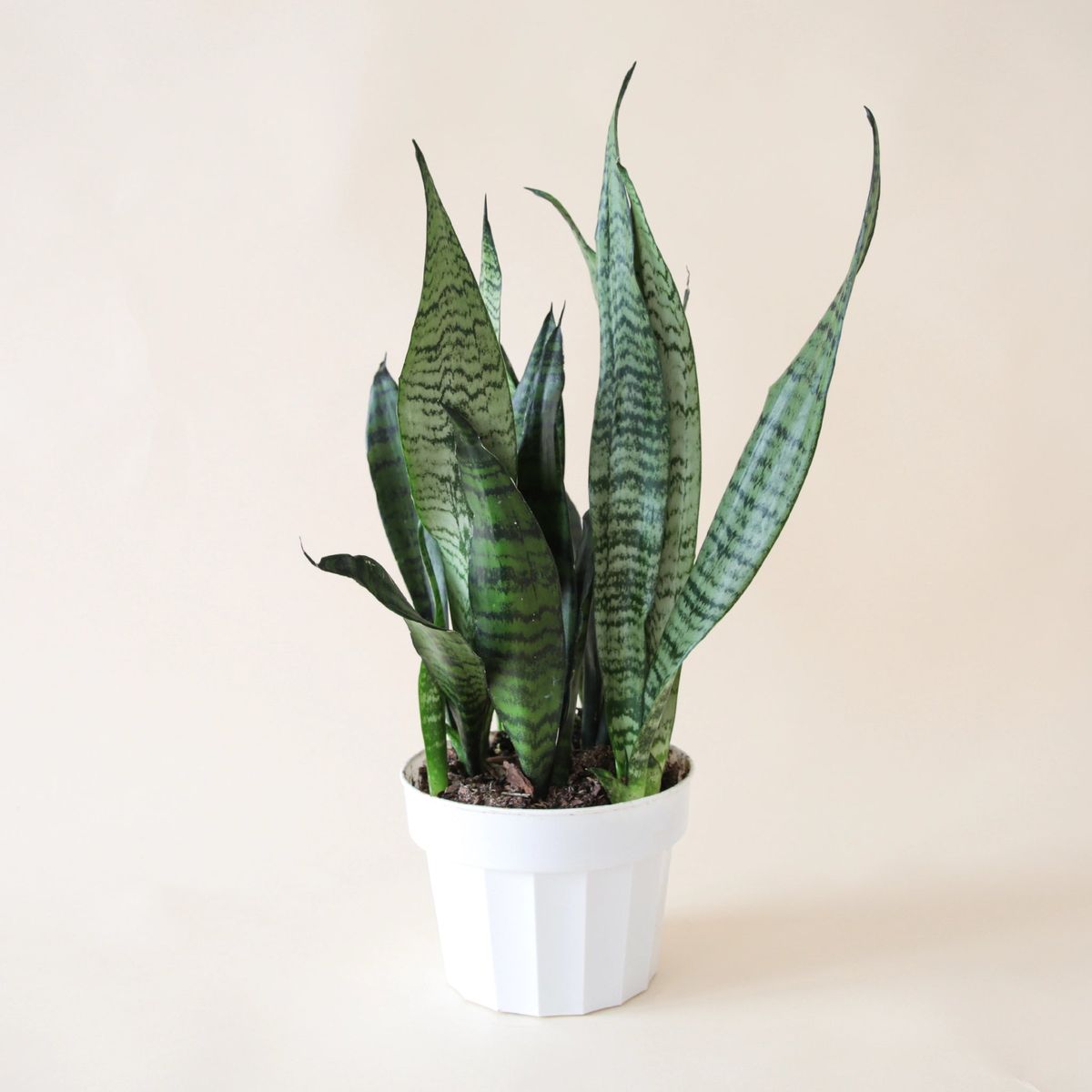 Sansevieria Superba Green - Snake Plant | Air Purifying Plant | Indoor Plant | Pack Of 1