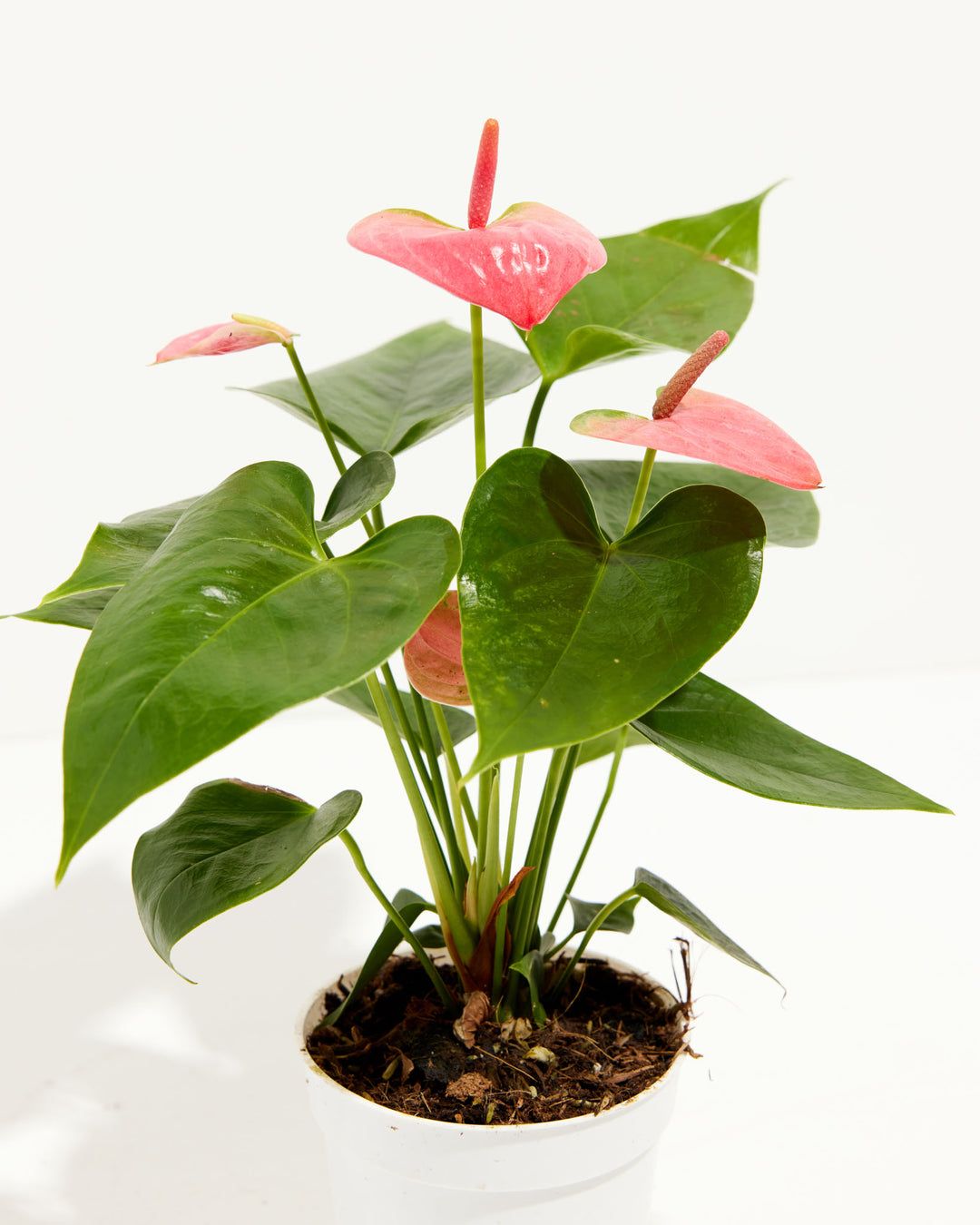 Anthurium Pink Plant | Flowering Plant | Indoor Plant | Outdoor Plant | Pack Of 1