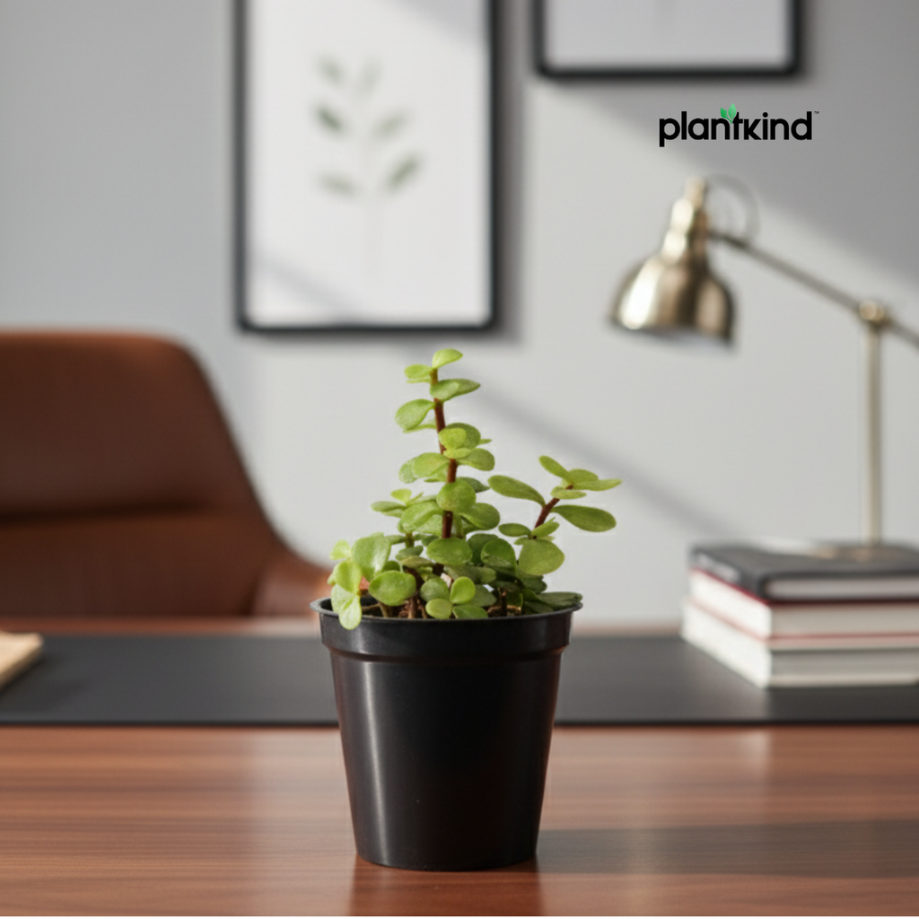 Jade Plant for Home & Office | Low-Maintenance | With Grow Pot