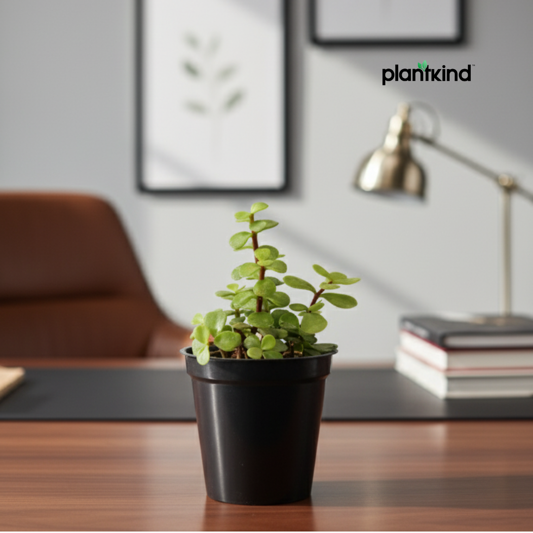 Jade Plant for Home & Office | Low-Maintenance | With Grow Pot