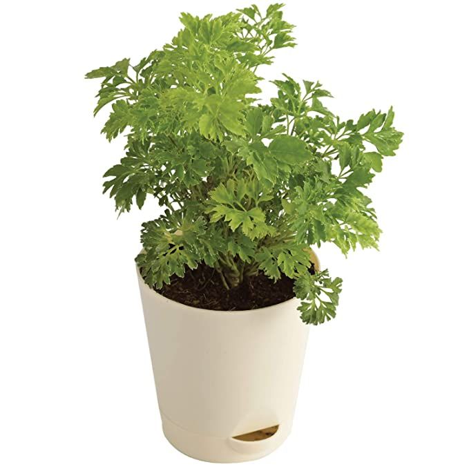 Aralia Golden Plant | Indoor Plant | 1 Live Plant