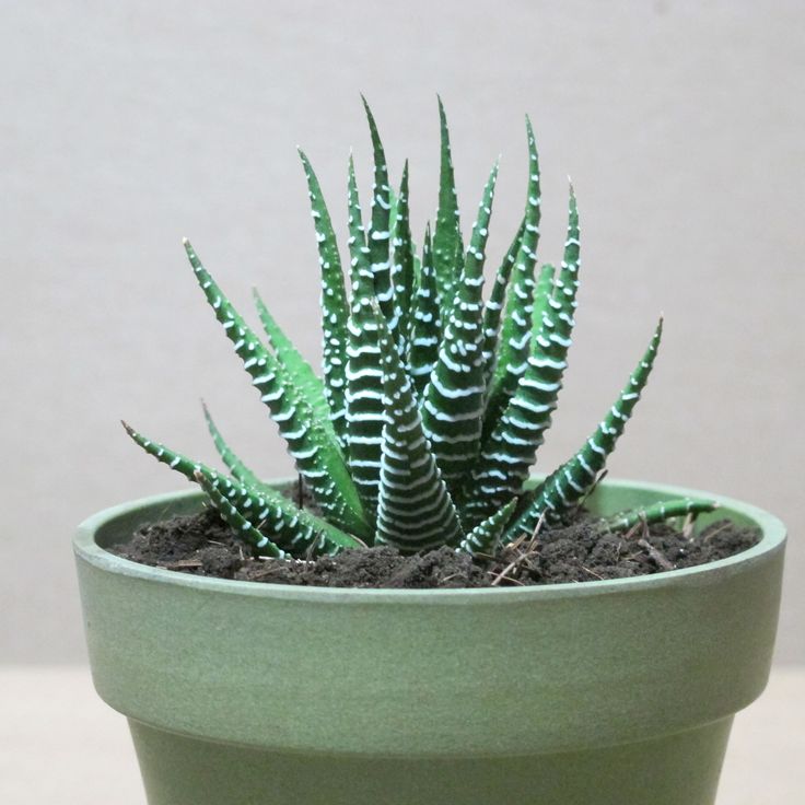 Haworthia Coarctata Plant | Indoor Plant | Succulent Plant | 1 Live Plant