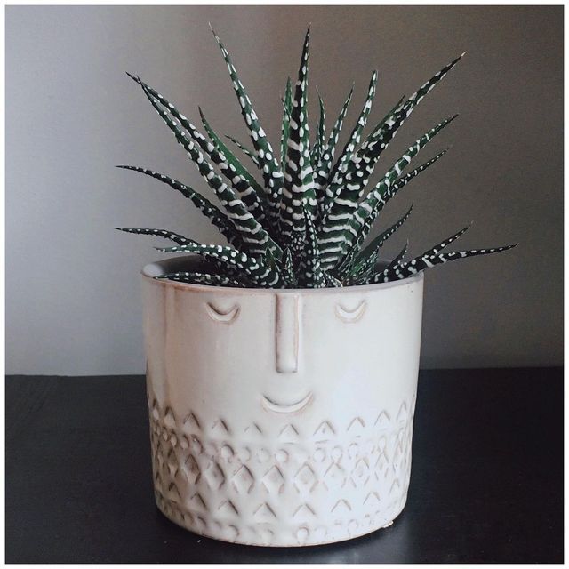 Haworthia Fasciata Plant | Succulent Plant | Indoor Plant | 1 Live Plant