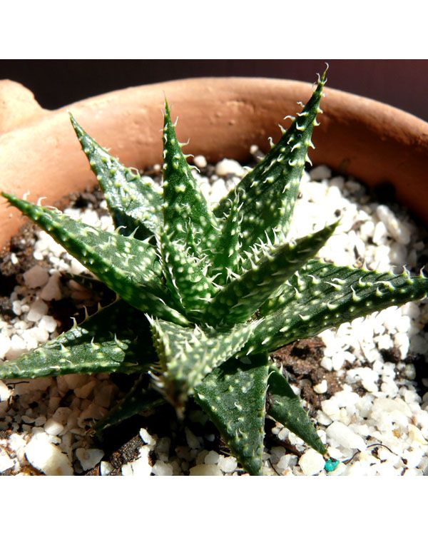Aloe Pepe | Succulent Plant | Indoor Plant | Pack Of 1