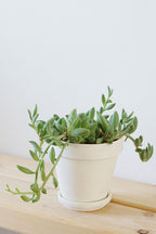 String of Banana Plant |  Indoor Plant | Hanging Plant | Pack of 1
