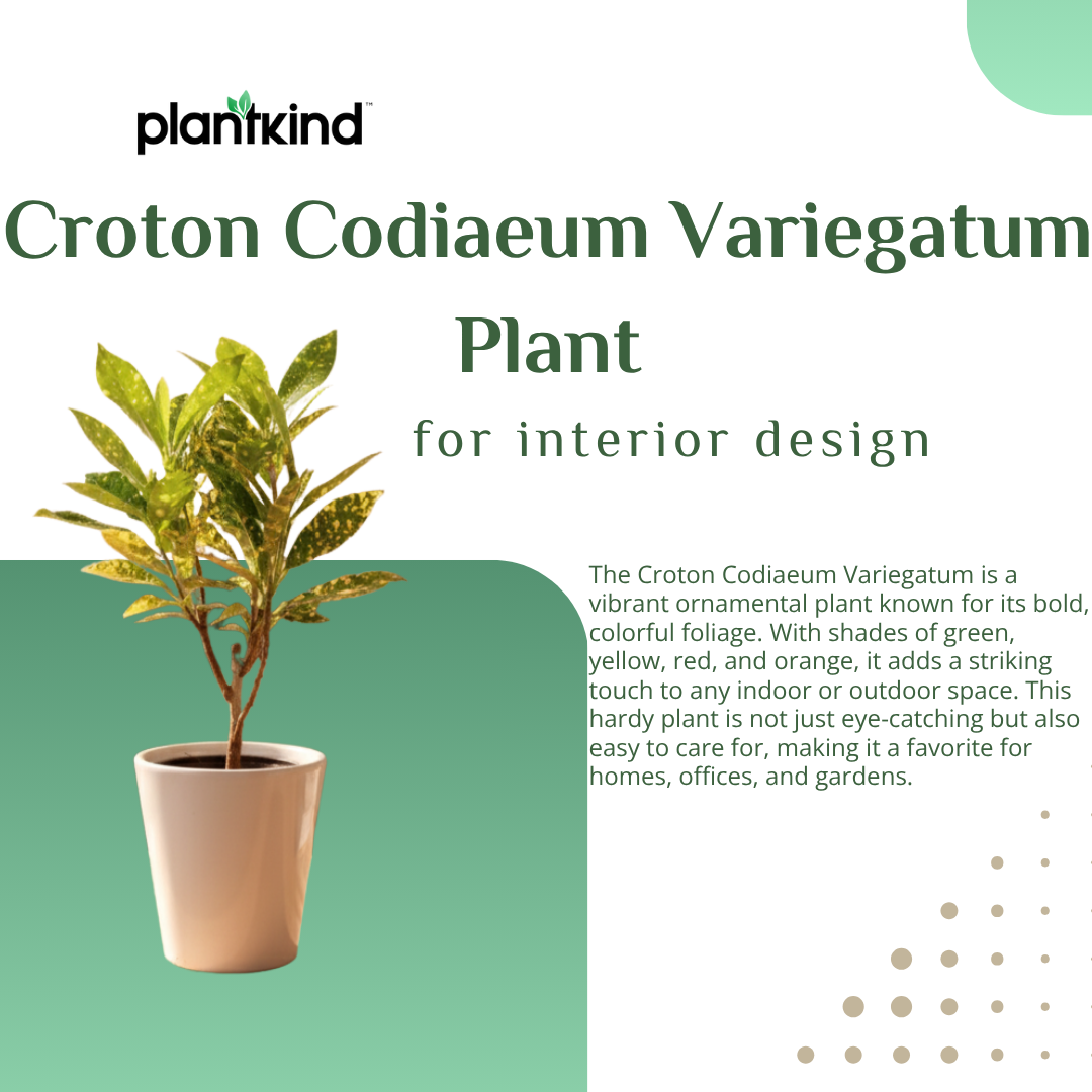 Croton Codiaeum Variegatum Plant |Ornamental Plant| Indoor Plant | Outdoor Plant| 1 Live Plant