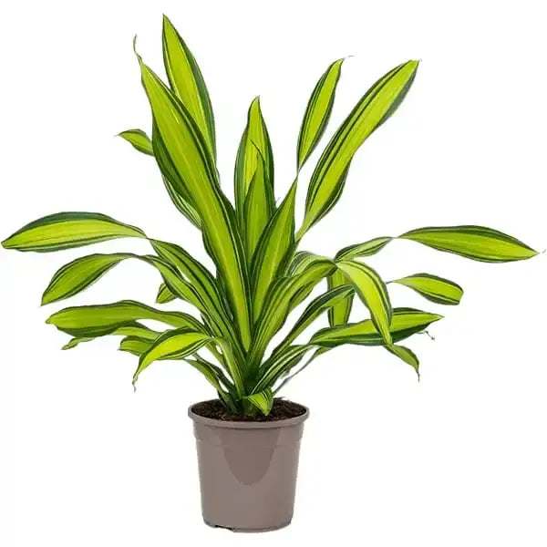 Draceana Dara Singh Plant | Ornamental foliage plant | Indoor Plant | Pack of 1